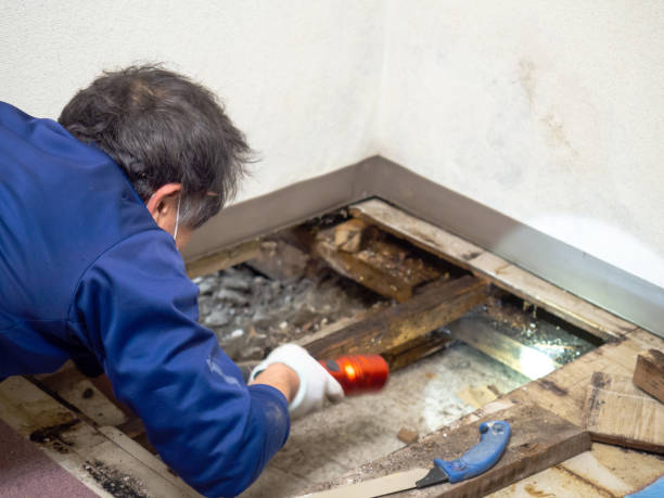 Best Post-Flood Mold Remediation in Fairfield University, CT
