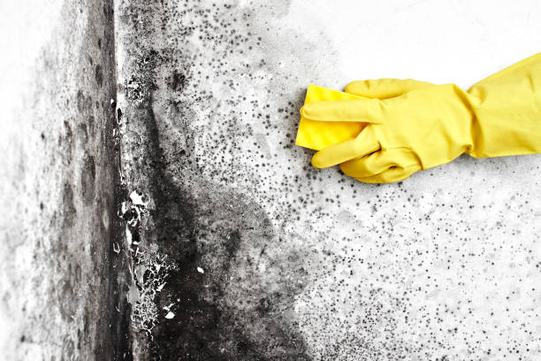 Best Mold Remediation for Specific Building Types in Fairfield University, CT