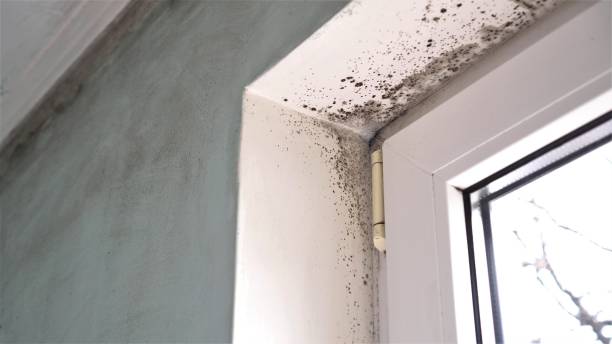 Best Mold Testing and Inspection Services in Fairfield University, CT