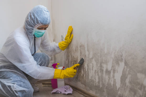Best HVAC Mold Remediation in Fairfield University, CT
