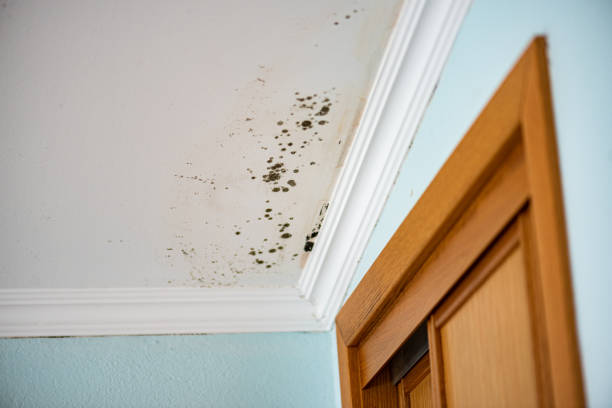 Best Kitchen Mold Remediation in Fairfield University, CT