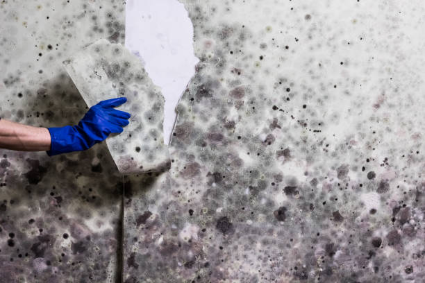 Best White Mold Remediation in Fairfield University, CT