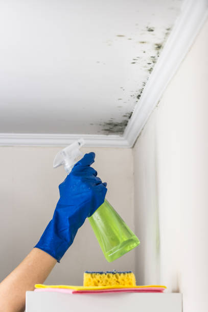 Best Crawl Space Mold Remediation in Fairfield University, CT