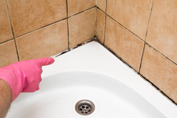 Best Industrial Mold Remediation in Fairfield University, CT
