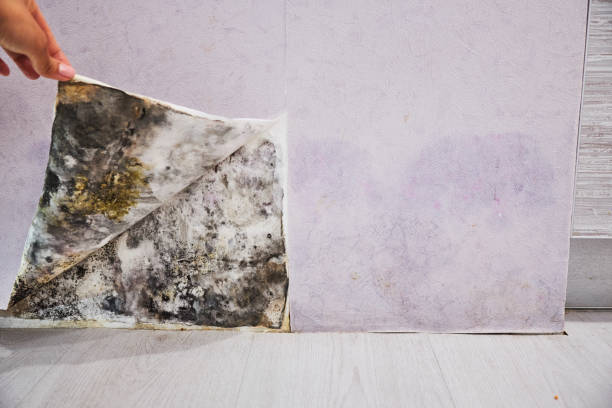 Best Bathroom Mold Remediation in Fairfield University, CT